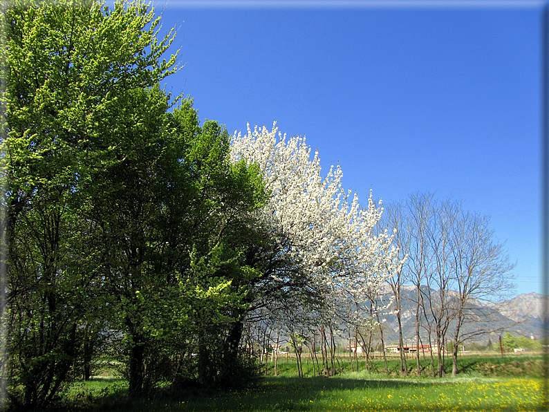 foto Ciliegi in fiore tra i Colli Asolani